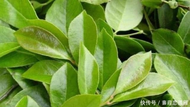 饭子|农村这野果有个外号叫“野蓝莓”,人们都爱吃,但却不知其功效!