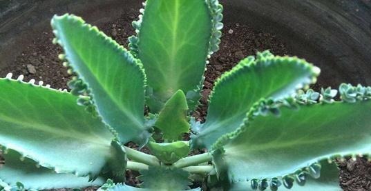 养什么多肉好6种好养活的“佛系”多肉,好养还省心