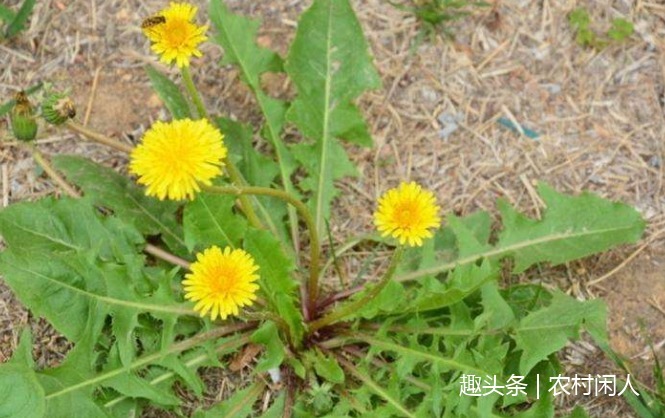 热毒症|农村常见的“苦碟子”深受推崇,食用益处多,其叶花可除雀斑
