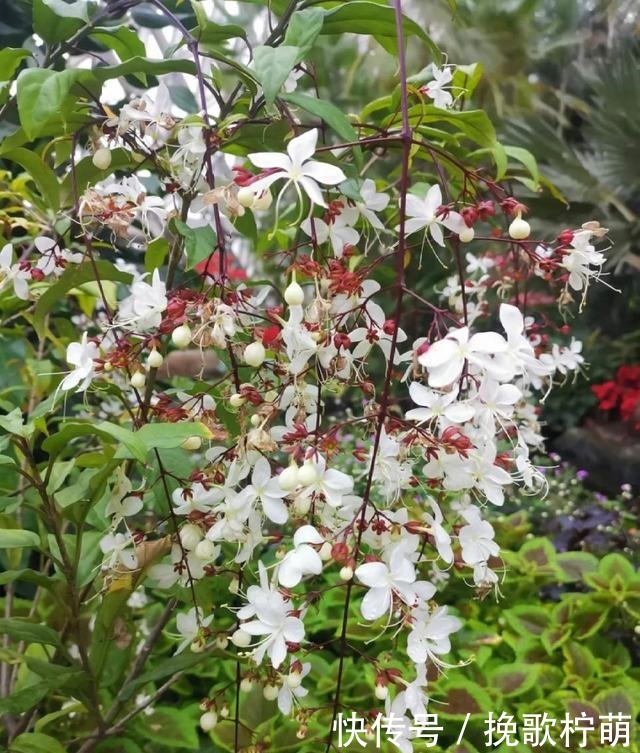 仙气飘飘的4种花,过年养一盆,颜值超高人见人爱!