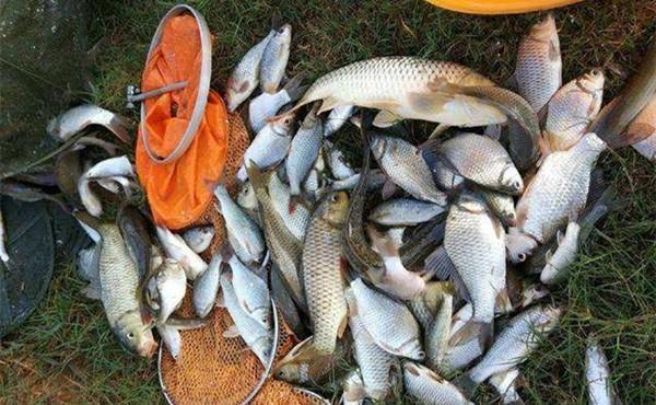 冬季钓鲫鱼,不宜选择这5类钓点,这些位置冬季没鱼