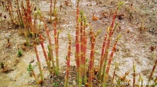 农村这野草是一种天然“零食”,还有很高的利