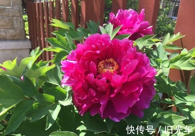 冬月大雪后,养什么花?以下3种花,寓意福临小院四季常安