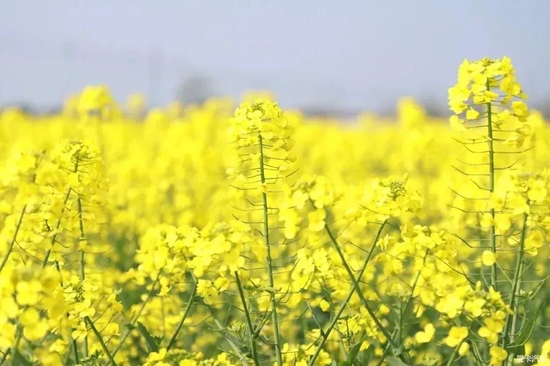 中年|那一抹黄是什么花