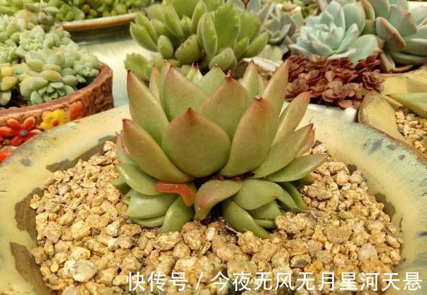 叶片|买回家的多肉盆栽''穿裙子''从3方面自查,学会一对一解决