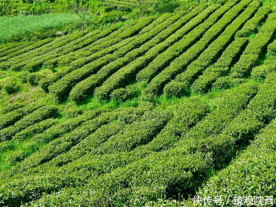 生态镇巴，名茶之乡，在镇巴最美茶园采茶、品茗、观云海