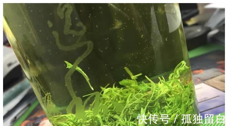 绞股蓝|吃2斤木耳,不如吃1两它,控住血压软化血管,三高自然不来扰