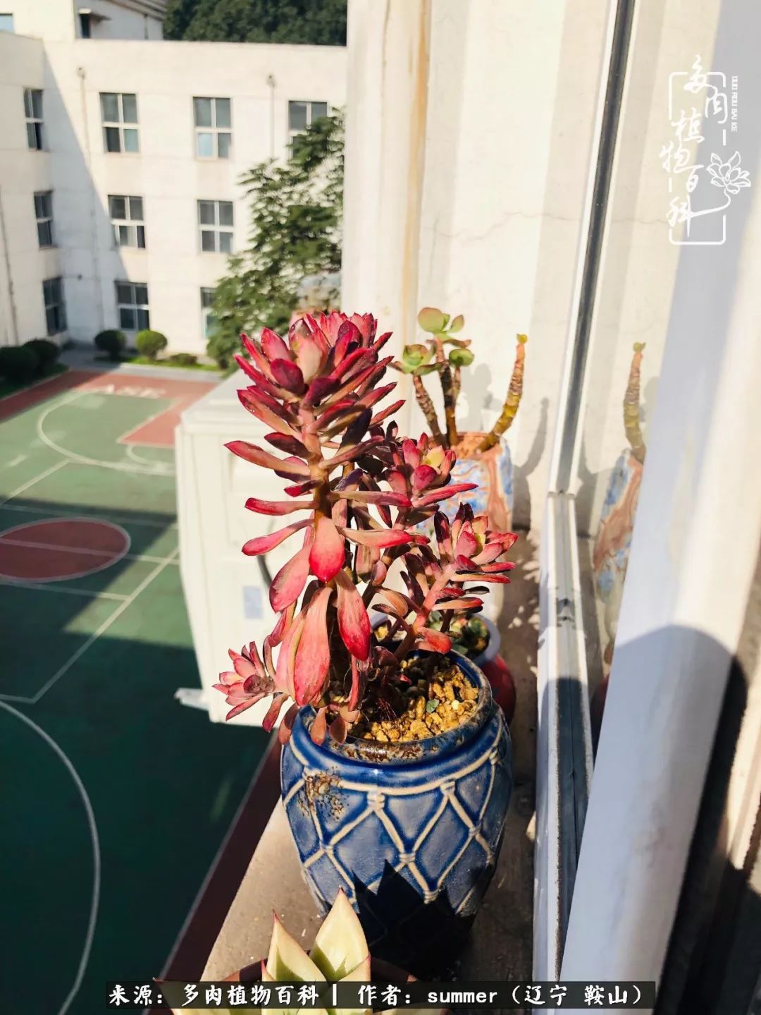 活着即是王道!我和我大东北的多肉们!