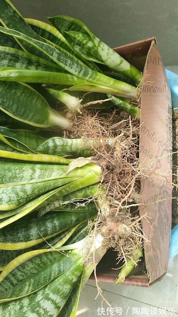 吊兰|不需要扦插的5种花，把根“掰开”就是小苗，成活率真高