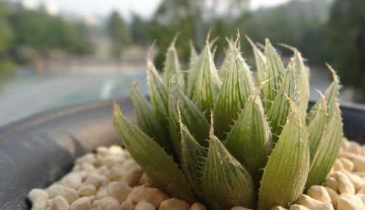 办公室养多肉,盆栽这5款,不怕采光差、难看、一盆不剩!