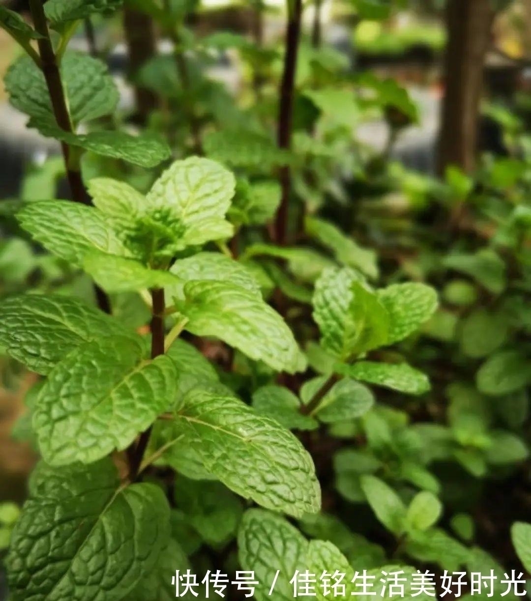 天竺葵|8种花夏天太容易死,现在赶紧扦插,死了也不心疼