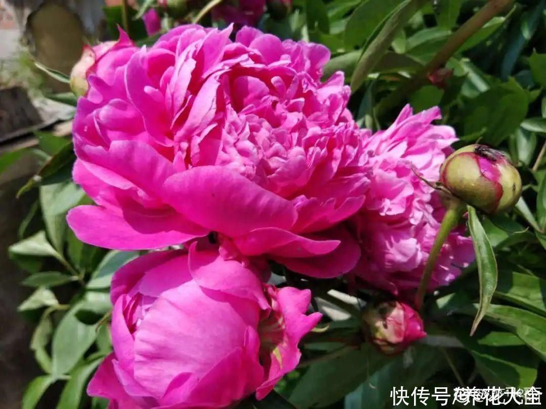 门前不栽竹,门后不留树,老祖宗传下来的养花谚语,特别准