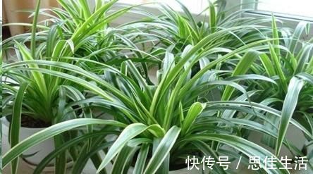 这10种花超级怕冷,再不搬进屋,小心只剩下盆了