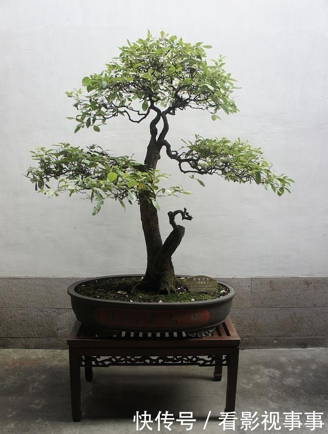 冬剪|盆景如何科学剪枝、控剪、冬剪,初学者要收藏!