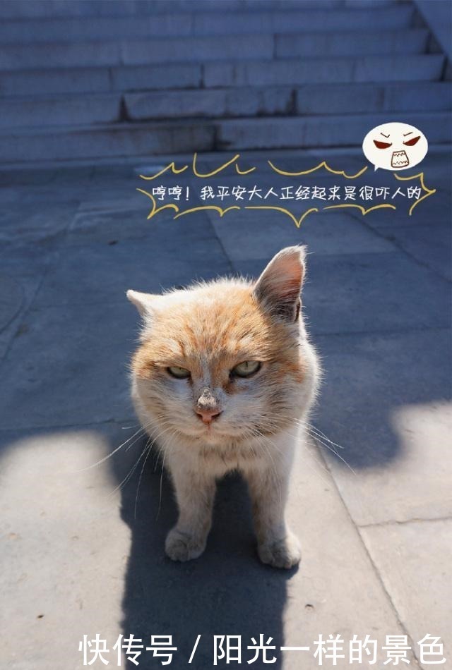 丰年|据我们深入调查,故宫的猫还真没有一个吃白食的