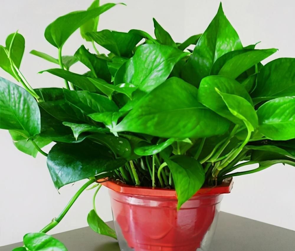 植株|这3种花养一盆就上瘾,枝条贼好扦插,一盆能生好几盆