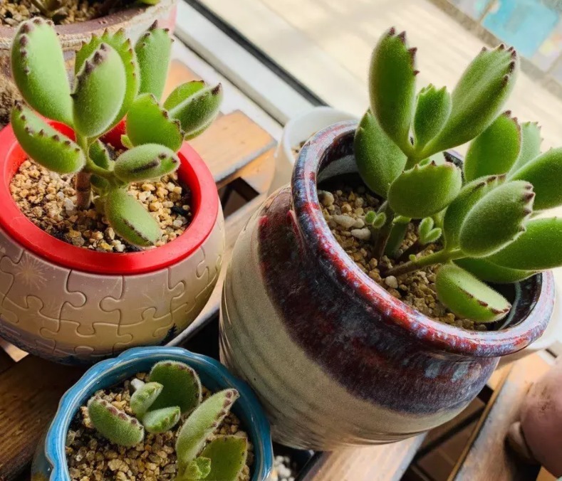 爪子|多肉植物红爪子，盆栽牢记3点，长得毛绒绒，肥美厚实