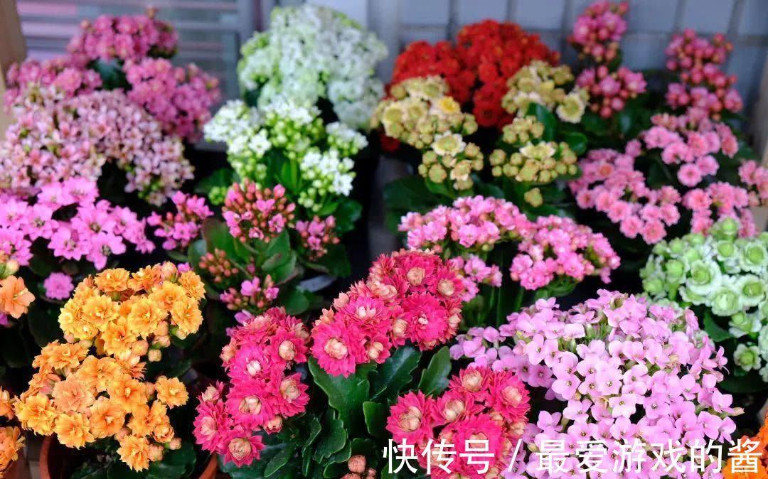 10大吉祥花,好养又高档,家里养一盆,有花有果招财又旺家