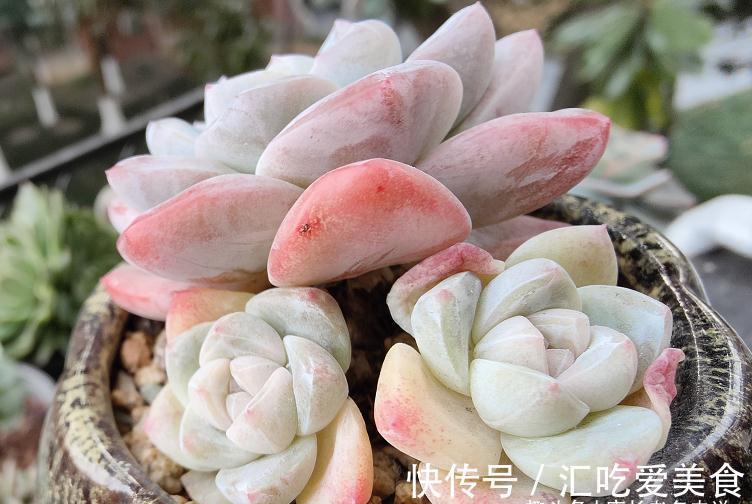 多肉|多肉没收进室内,被冻得嘎嘣脆?别扔,这样处理兴许还能活过来