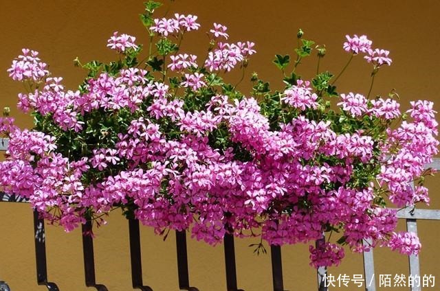 她只养了1种花，1米小阳台却开成花海！她只养了1种花，1米小阳台却开成花海！