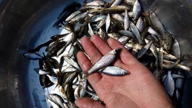 野钓总遇小鱼闹窝，其实是你这弄错了，资深钓友都这样做！