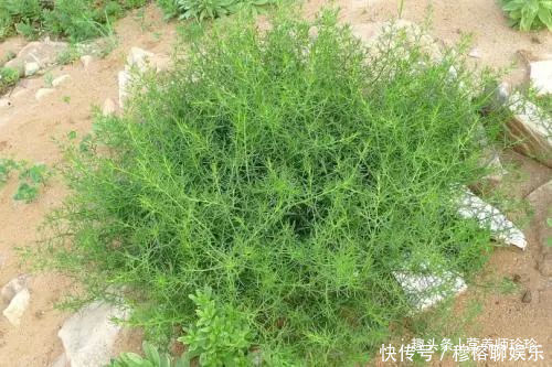 野菜|一种野菜,一年只吃一次,宁愿不吃肉也要来一盘,真是太好吃了