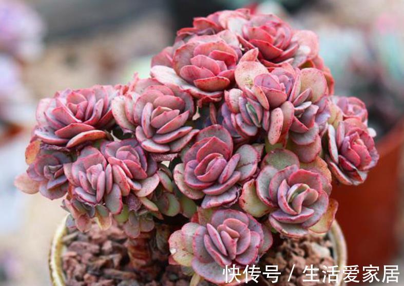 秋天多肉进入生长快车道，教你5个小技巧，快速爆崽长势旺