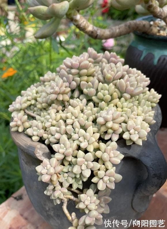 养多肉的那些辛酸史,花大价钱买的肉肉,不到2个月就歇菜