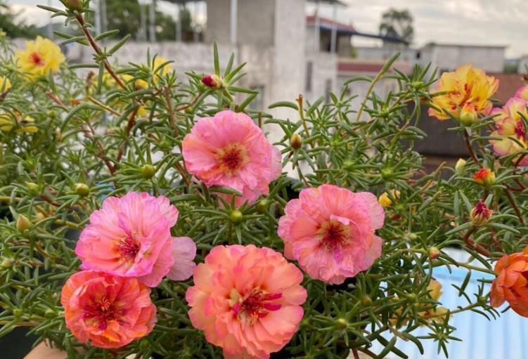 太阳花|夏季养花首选:太阳花,盆栽扦插天热长得好,更易出状态