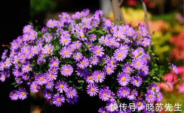 此4种花,花期特别长,养一盆全年都有花看