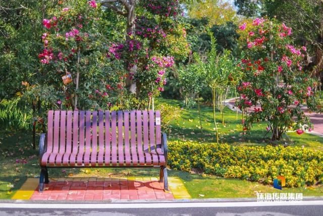 太养眼！茶花廊道、波斯菊花海、勒杜鹃廊道…海天公园上新啦