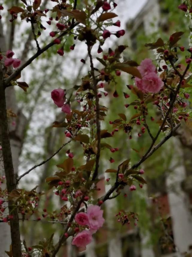 春满校园，花开有声！