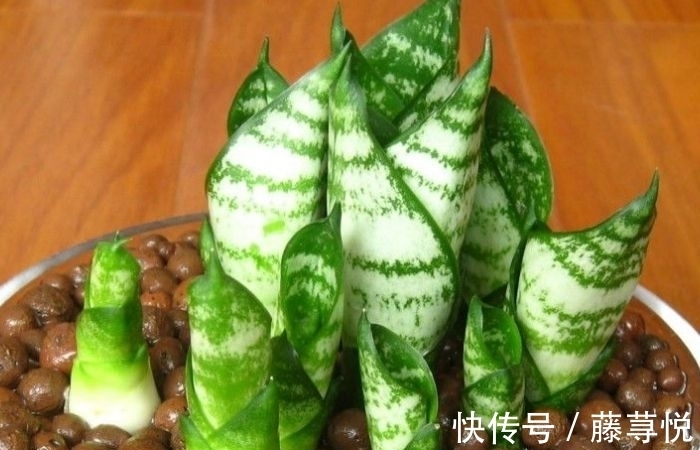 侧芽|冬天虎皮兰,正在“虚弱期”,注意3个要点,小芽一个接一个