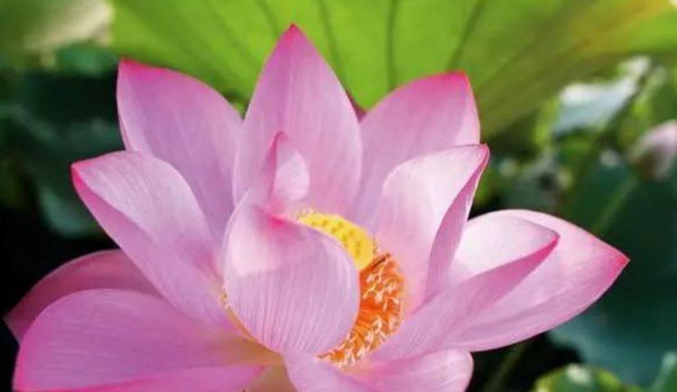 4种花现在养刚刚好,夏天开花很漂亮,日子越过越红火