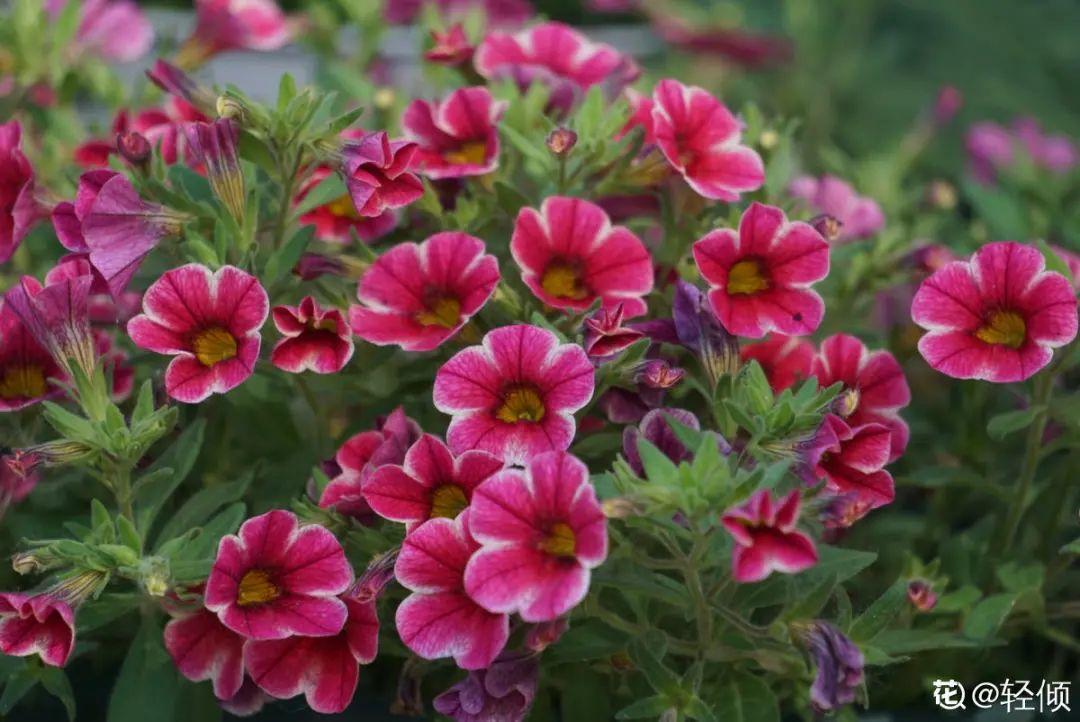 再穷也要养长寿花,寓意好、开花美,养人又养家!