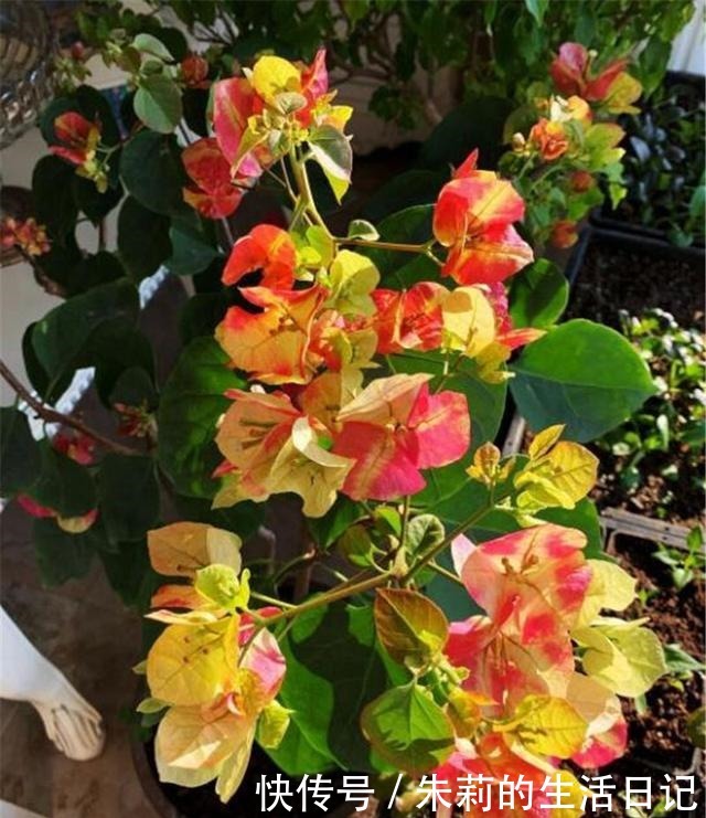 三角梅还没开花春天用3个妙招，让它花儿朵朵冒！