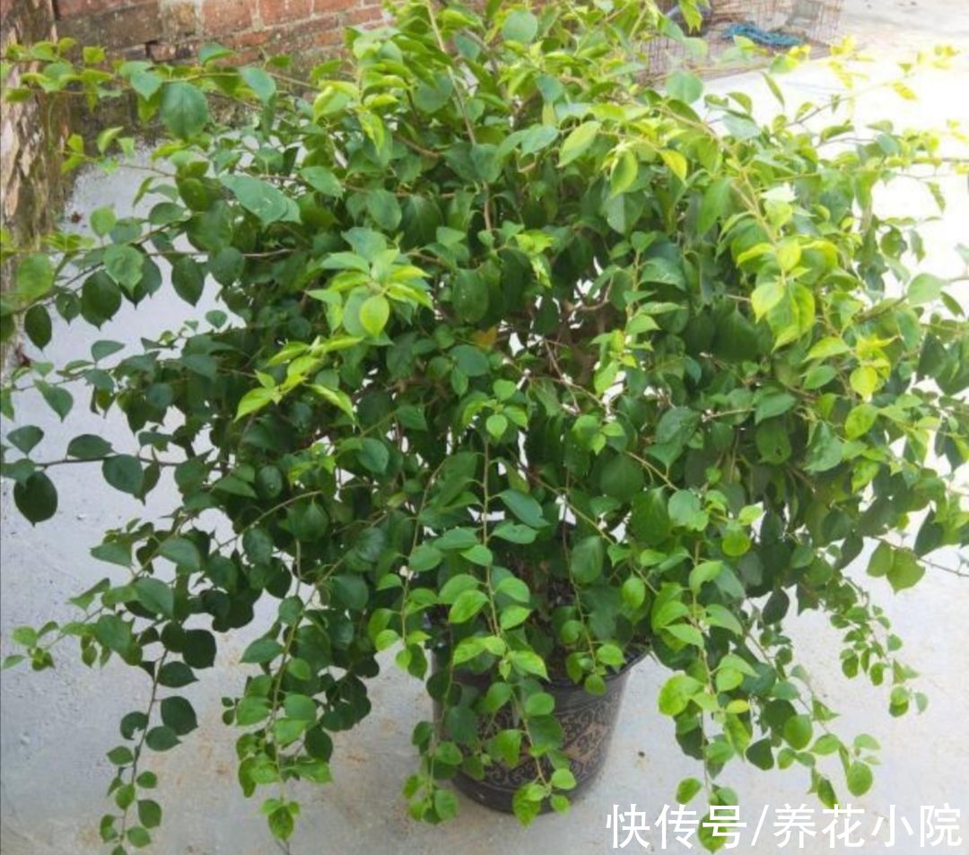 植株|家里养5种花，冬天剪一剪，来年长得旺，开花多