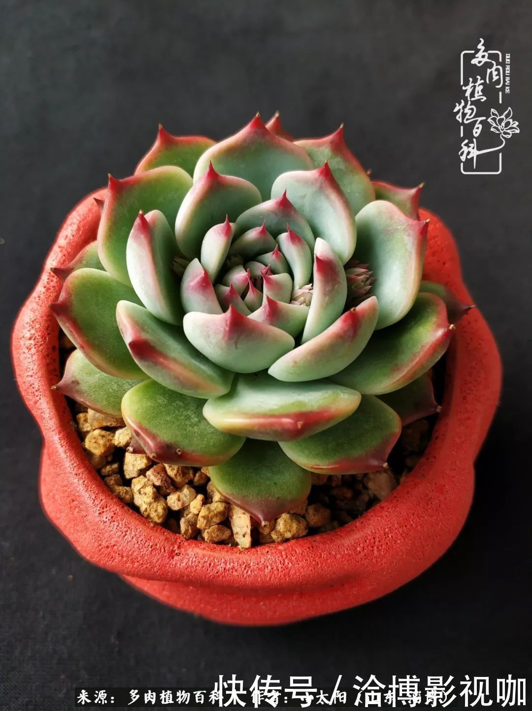 小苗|脱坑一年,最后发现自己生活里始终离不开多肉!