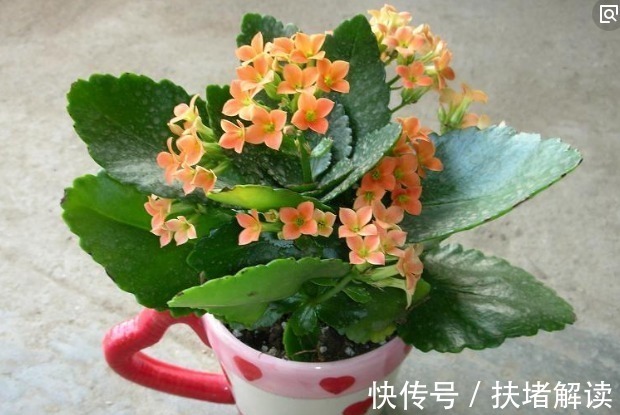 插穗|过完年最适合扦插繁殖的5种花卉掐根枝条扔土里就能很快爆盆!