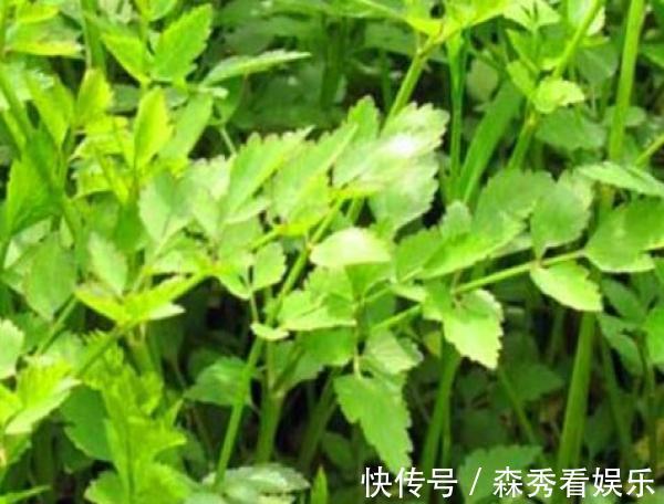 野菜|广西农村最好吃的野菜，很多人叫不出名字，你吃过几种