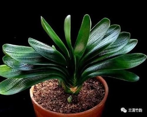 君子兰怎么养：君子兰锈斑病怎么处理，施肥涂药换盆土