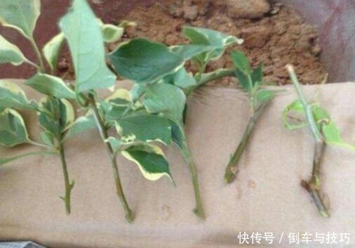 学会了这几点扦插技巧,随时随地扦插,棵棵都成活,非常简单!