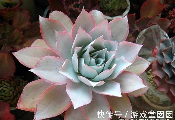 人间清暑殿，天上广寒宫——既仙又飒的广寒宫乃必养的多肉之一