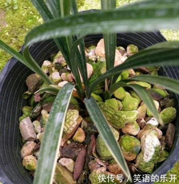 煮熟的花生壳或者烘烤的花生壳需不需要重新发酵吗?因为什么呢?