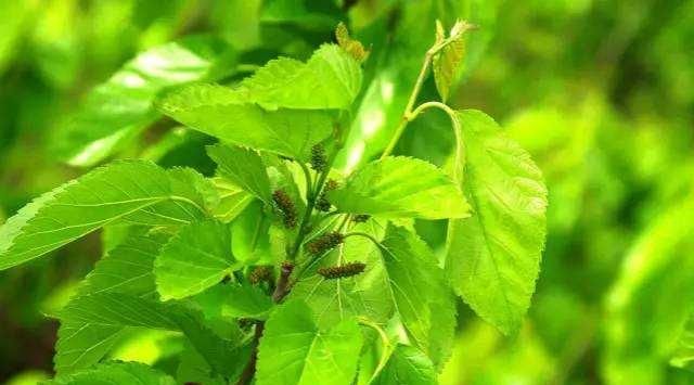  三酯指标|他106岁了，甘油三酯却一直保持在1.7以下！3个习惯不妨学学！