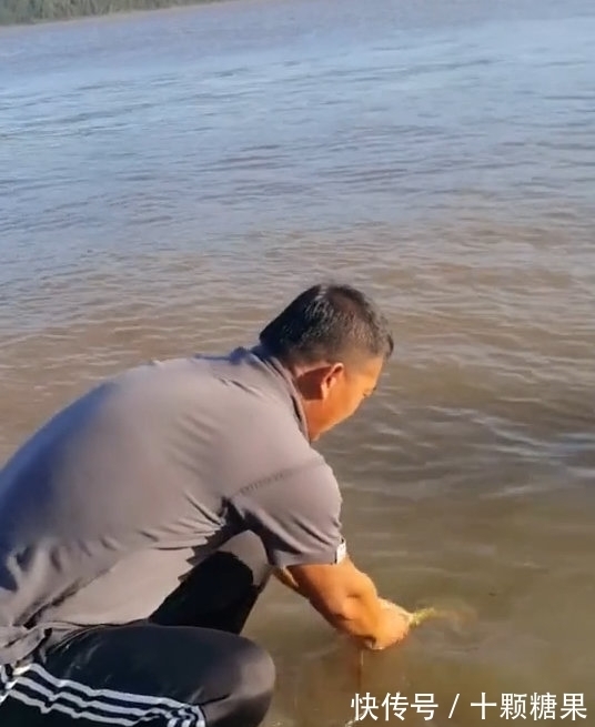 鸭绿江|男子鸭绿江钓到小黄龙，转手放回中