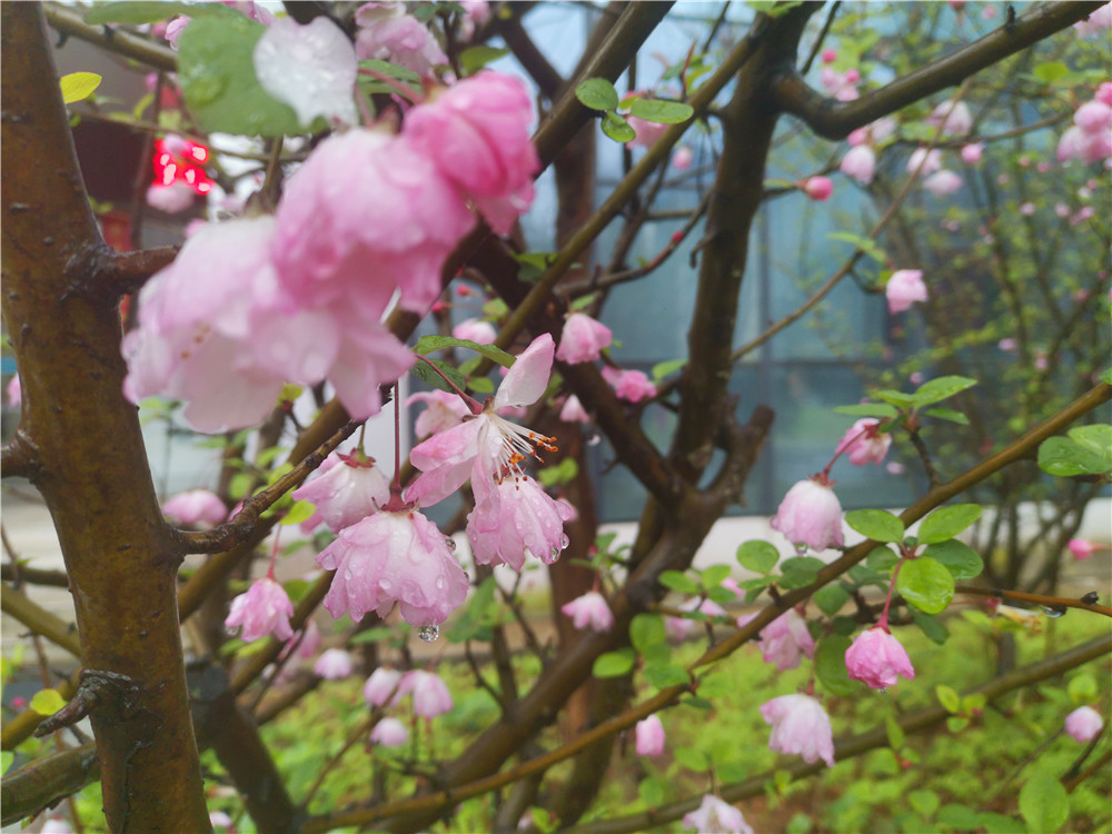 老年|美丽吉安:海棠花开 春色这边独好