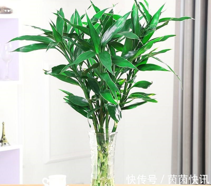 玉树|4种花,是“旺运花”,大户人家都在养,你在养哪几种