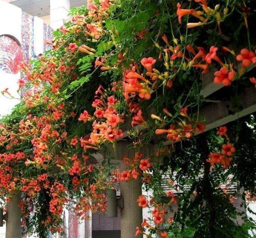 熟悉而陌生的“凌霄花”,掐个枝埋花盆,几年吃掉你的房,太猖狂