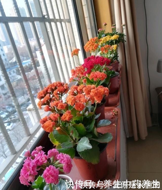 花儿|家里常扔的一种“皮”，水里泡一泡，浇花响当当，叶片肥壮花儿旺！